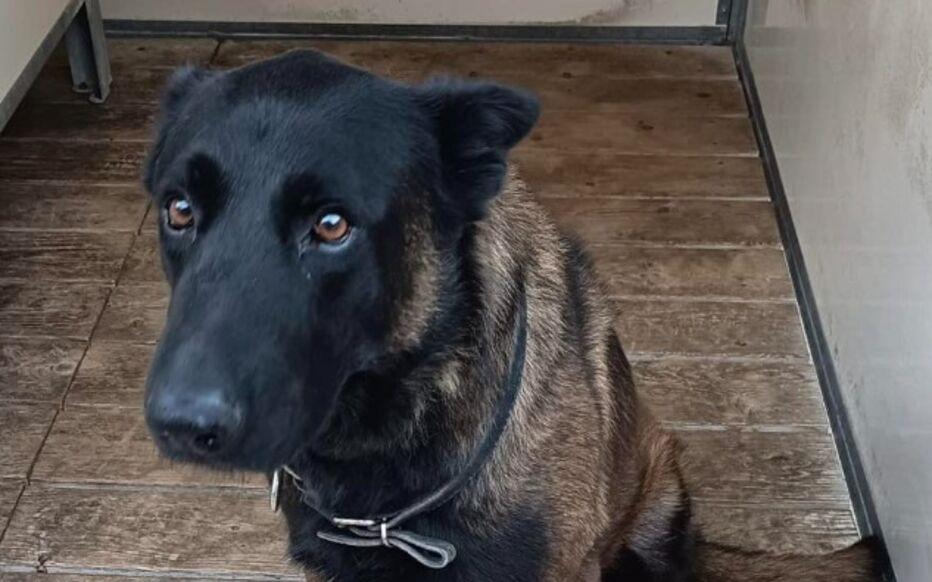 168彩票开奖网_APP下载_彩票查询_彩票走势图_福彩3D_体彩开奖查询_双色球历史查询-在梅斯vs里昂的比赛赛后,一条警犬在干预球迷斗殴过程中丧生